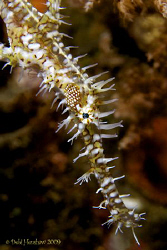 "Ornate Ghostpipefish" D200,60mm + 2 diopter, twin Z240's... by Debi Henshaw 
